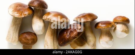 banner of white beautiful big porcini mushrooms on a white background Stock Photo