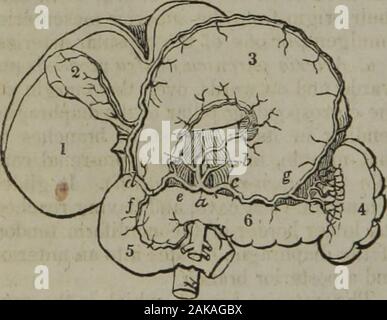 arteria lumbar