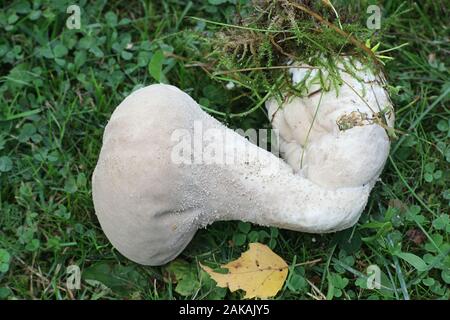 Lycoperdon utriforme, also called Calvatia caelata and Handkea utriformis, commonly known as mosaic puffball, wild fungus from Finland Stock Photo