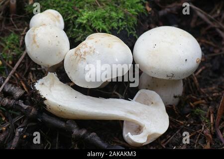 Tricholoma stiparophyllum, known as chemical knight or white knight, mushrooms from Finland Stock Photo