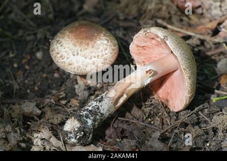 Agaricus langei, known as Scaly Wood Mushroom, edible mushrooms from Finland Stock Photo