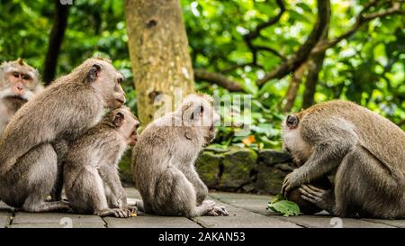Opening Coconut, Long-tailed macaques, Macaca fascicularis, in Sacred Monkey Forest, Ubud, Indonesia Stock Photo