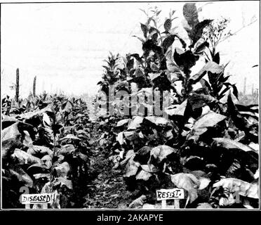 Southern field crops (exclusive of forage plants) . Fig. 214. — Di.GE.iM of To«B.cco Flower. 528 SOUTHERN FIELD CROPS. Fig. 215. — Showing the Results of Breeding a Str.vin of Tob.a.ccoResistant to Disease. Stock Photo