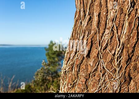Close-up colour photograph of Pine tree trunk covered in dead Ivy with sunny sky in background. Stock Photo
