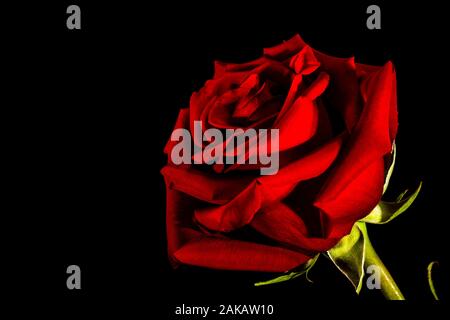 close up of red rose flower on black background, soft red rose petals, rose flower head Stock Photo