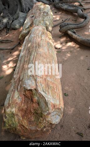 Petrified Wood, trunk of a tree turned into stone like fossil showing various sedimentary layers Stock Photo