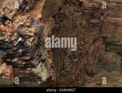 Petrified Wood, trunk of a tree turned into stone like fossil showing various sedimentary layers Stock Photo