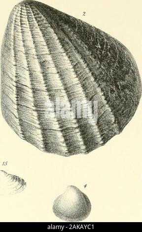 A monograph of the Mollusca from the Great Oolite chiefly from Minchinhampton and the coast of Yorkshire . Stock Photo