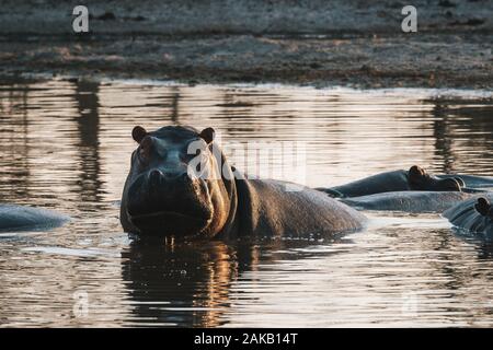 Hippo or Hippopotamus in a Pool, in Magkadikgadi Pans, Botswana, Africa, in Evening Light, Standing Partially Submerged Stock Photo