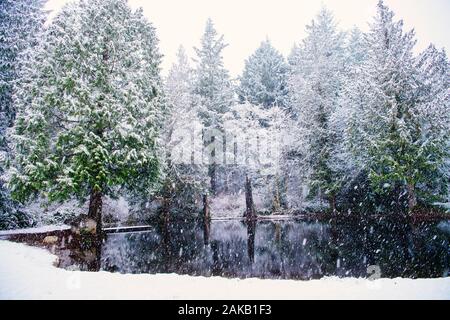 Landscape with forest in winter, Bainbridge Island, Washington, USA Stock Photo