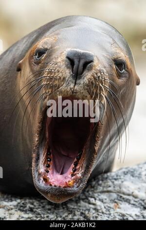 Portrait of a female southern sea lion (Otaria flavescens) in an austrian zoo, open mouth Stock Photo