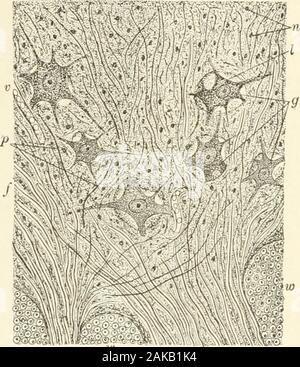 Textbook of normal histology: including an account of the development of the tissues and of the organs . om the processes of the ganglion-cells, but also the universallypresent substantia spongiosa, the modified neuroglia of the graymatter, which contributes additional nuclei and fibrils of its own.The recent advances in our knowledge concerning the processes ofnerve-cells have introduced new elements of complexity, for it mustbe remembered that, in addition to the richly-branched protoplasmicprocesses, the axis-cylinders contribute numerous fibrils both as thecollateral fibres and as the net- Stock Photo