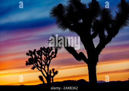 Joshua trees (Yucca brevifolia) silhouetted at sunset in desert, California, USA Stock Photo