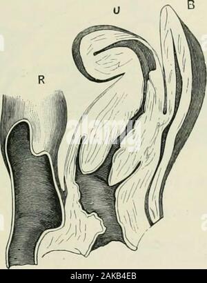 Gynecological diagnosis and pathology . f the pelvis, it may ...