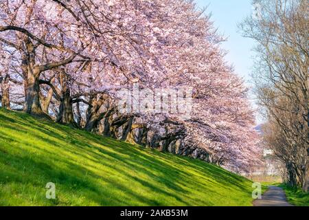 Row of Cherry blossoms trees in spring, Kyoto in Japan. Stock Photo