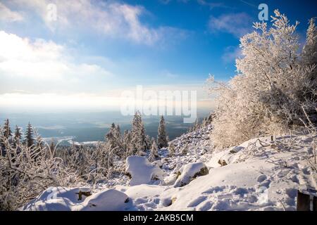 White spruce trees covered in fresh snow on sunny winter day in mountain, Liberec, Czech Republic Stock Photo