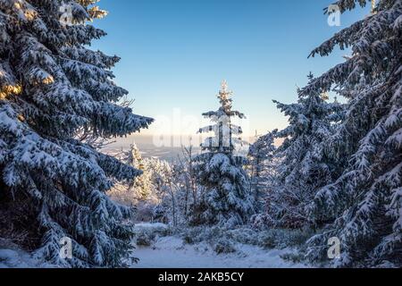 White spruce trees covered in fresh snow on sunny winter day in mountain, Liberec, Czech Republic Stock Photo