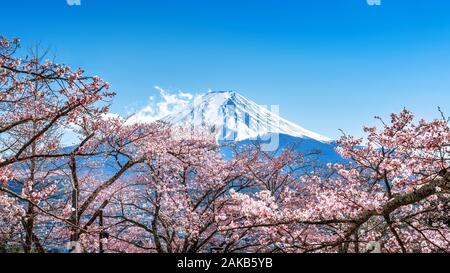 Fuji mountain and cherry blossoms in spring, Japan. Stock Photo