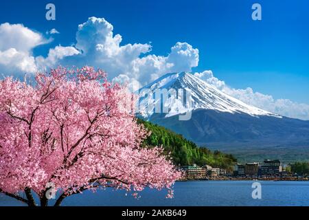 Fuji mountain and cherry blossoms in spring, Japan. Stock Photo