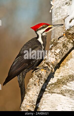 Pileated Woodpecker on tree Stock Photo