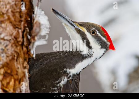 Pileated Woodpecker on tree Stock Photo