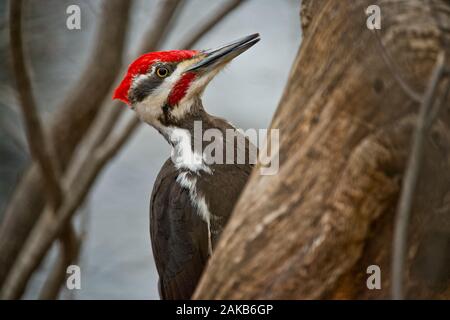 Pileated Woodpecker on tree Stock Photo