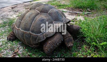 Aldabra giant tortoise (Aldabrachelys gigantea), Anse Severe, La Digue, Seychelles