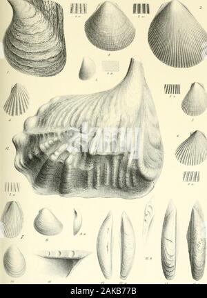 A monograph of the Mollusca from the Great Oolite chiefly from Minchinhampton and the coast of Yorkshire . Stock Photo