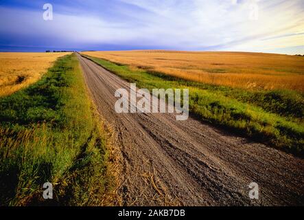 Landscape with dirt road in countryside, Millet, Alberta, Canada Stock Photo