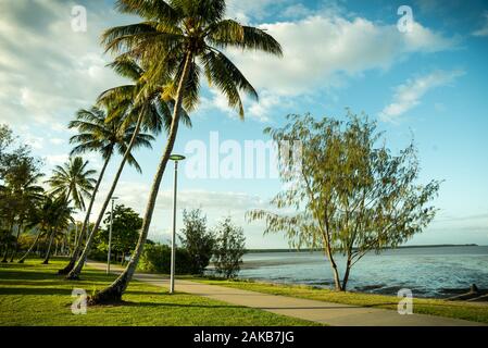 Palm Trees in Cairns Queensland Australia Stock Photo