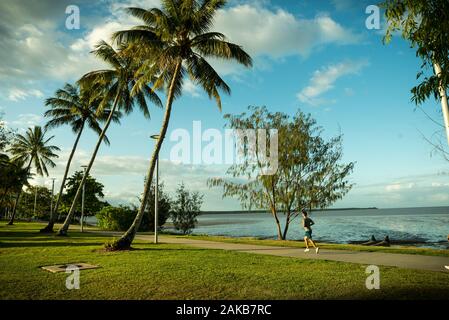 Palm Trees in Cairns Queensland Australia Stock Photo