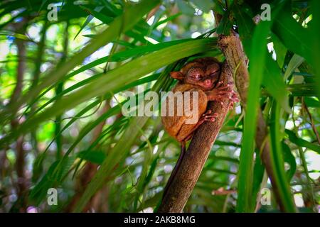 Sleeping Tarsier or Tarsius Syrichta on the tree in Tarsier Sanctuary of Bohol Island, Philippine. Stock Photo