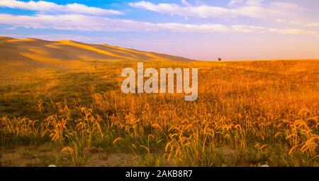 Landscape with grass and sand dunes at sunset, Great Sand Hills, Saskatchewan, Canada Stock Photo