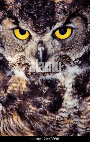 Nature photograph with headshot of great horned owl (Bubo virginianus) looking at camera