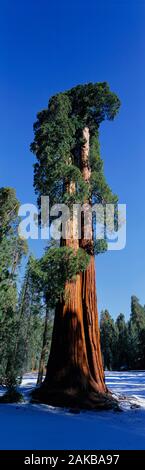 Giant Sequoia, Sequoia National Park, California, USA Stock Photo
