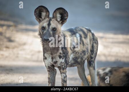Portrait of a wild dog resting after a successful hunt and a meal. Moremi Game Reserve, Okavango Delta, Botswana. Stock Photo