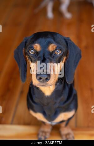 Black and tan Dachshund, Durban, South Africa Stock Photo
