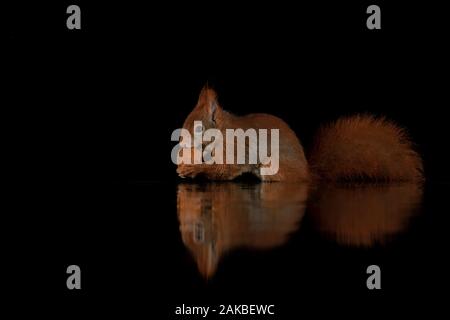 Portrait of a red Eurasian squirrel at dusk in Drunen Forest eating a walnut in a pool of water with a perfect reflection of the animal, dark backgrou Stock Photo