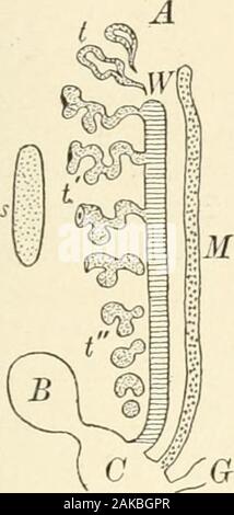 Textbook of normal histology: including an account of the development of the tissues and of the organs . Section of ovary from very young kitten : a, ovarianmesothelium or germinal epithelium, containing largesexual cell (c) ; b, cylindrical epithelial masses consti-tuting egg-tubes ; d, developing stroma. THE FEMALE REPRODUCTIVE ORGANS. 245 presence of a number of the rudimentary canals which constitute thelower atrophic segment of the Wolffian body produces the obscure. Stock Photo