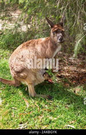 Kangaroo; an adult female Eastern Grey Kangaroo ( Macropus giganteus ) with a young joey in its pouch, Urimbirra wildlife park, South Australia Stock Photo
