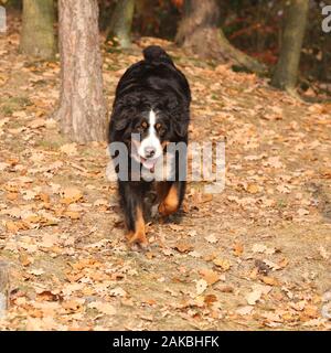 Beautiful bernese mountain dog running in autumn forest Stock Photo