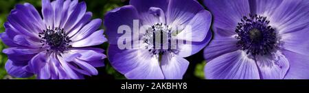 Purple flowers grown in conservatory Stock Photo