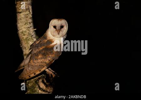 Cute and Beautiful Barn owl (Tyto alba) sitting in a tree. Dark black background. Noord Brabant in the Netherlands. Autumn forest. Looking in  camera