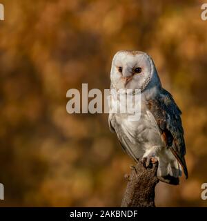 Cute Barn owl (Tyto alba) sitting on a branch. Bokeh autumn background, yellow and brown colors. Noord Brabant in the Netherlands.