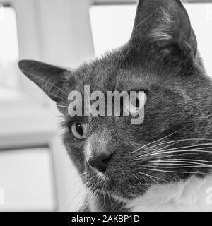 Cat stares into distance at a noise. Gains it's full attention. Stock Photo