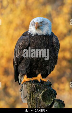 Beautiful and majestic bald eagle / American eagle  (Haliaeetus leucocephalus)  on a branch. Autumn  background with yellow, brown and green colors. Stock Photo