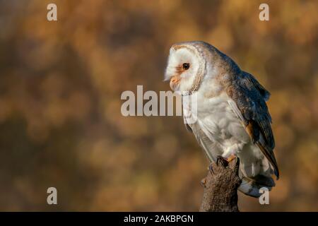 Cute and beautiful Barn owl (Tyto alba) sitting on a branch. Bokeh autumn background, yellow and brown colors. Noord Brabant in the Netherlands.