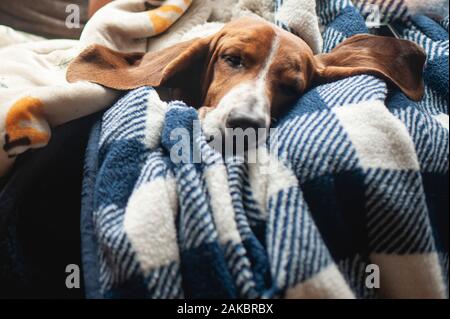 Cute basset hound dog with big ears asleep in blankets at home Stock Photo