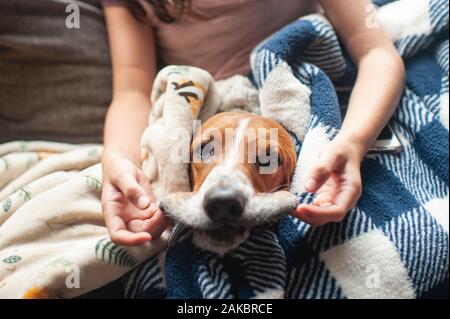 Girl holds lips of basset hound dog out to make a silly face Stock Photo