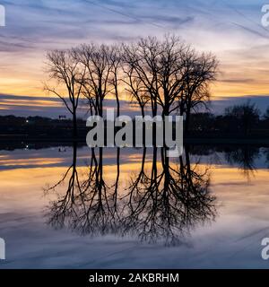 Group of trees at sunset on calm lake Stock Photo